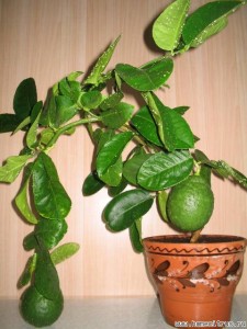 Цитрус, лимон (Citrus)